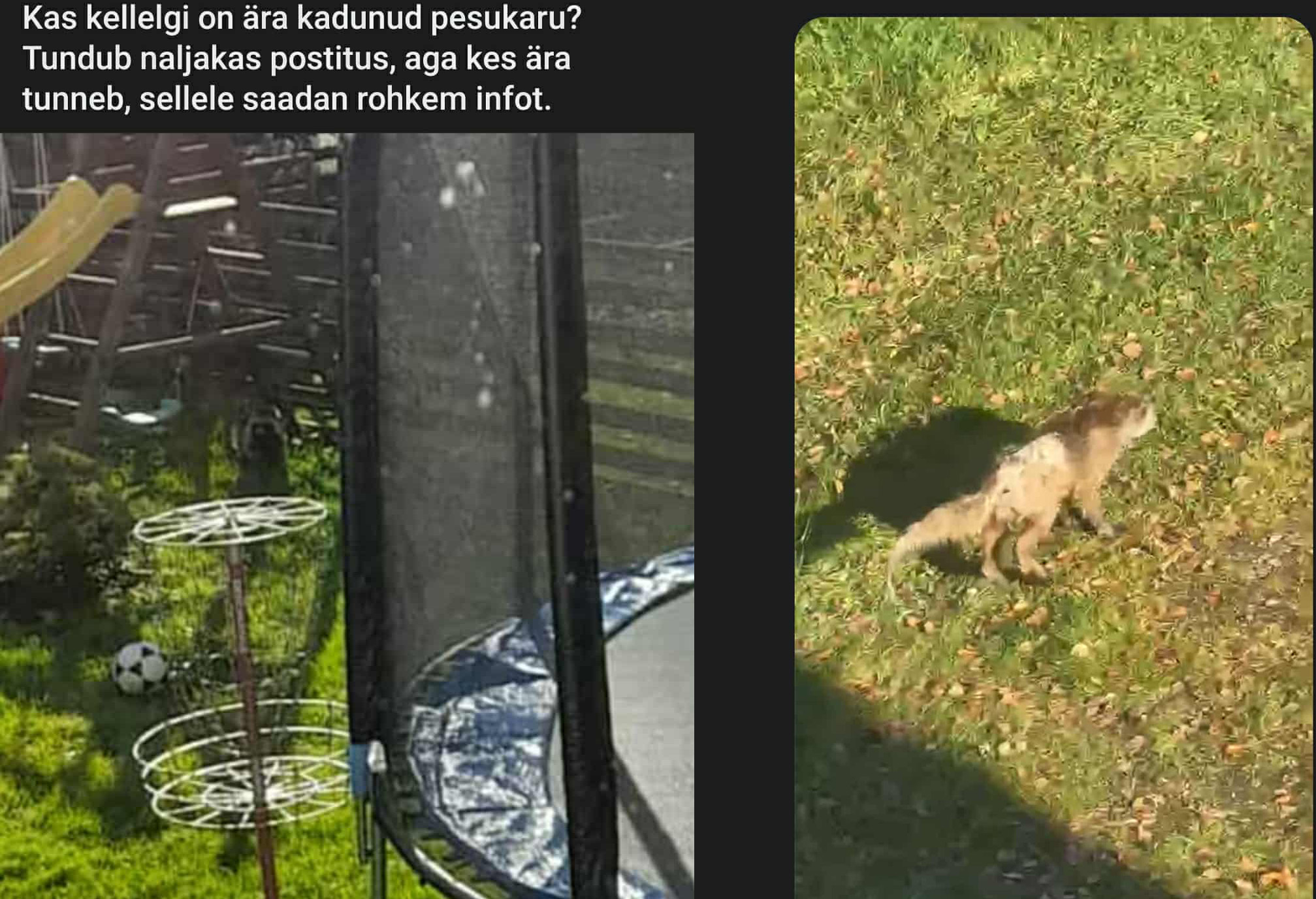 Nädalavahetusel küttis võrukate somegrupis kirgi katkutud välimusega rebasepoiss. Fotod: ERAKOGU